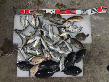 のとじま臨海公園海づりセンター 釣果