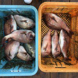 由良海上釣り堀 海人 釣果