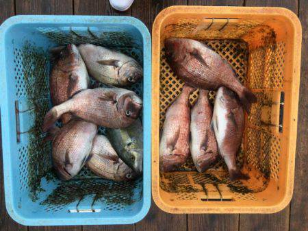 由良海上釣り堀 海人 釣果