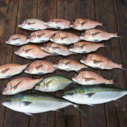 由良海上釣り堀 海人 釣果