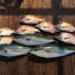 由良海上釣り堀 海人 釣果