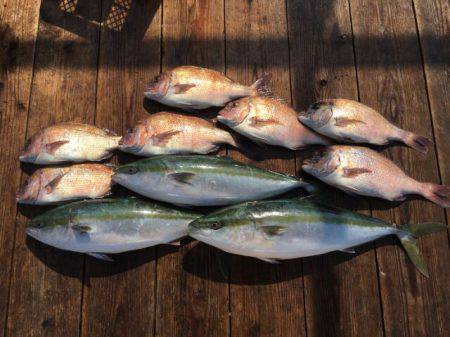 由良海上釣り堀 海人 釣果