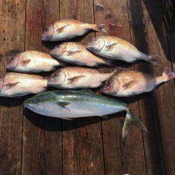 由良海上釣り堀 海人 釣果