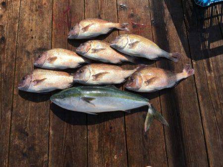 由良海上釣り堀 海人 釣果