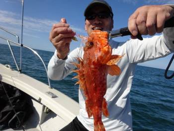 鯛紅丸 釣果
