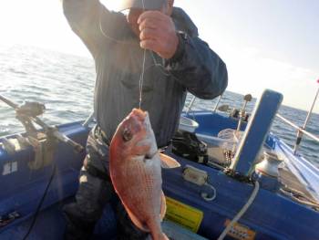 鯛紅丸 釣果