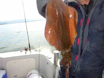 鯛紅丸 釣果
