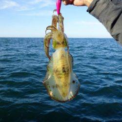 鯛紅丸 釣果