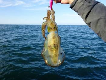 鯛紅丸 釣果