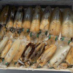 フィッシングボート空風(そらかぜ) 釣果