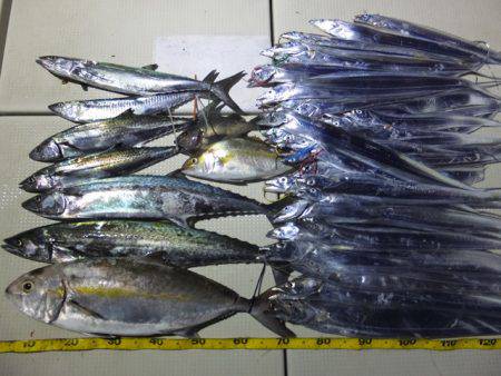 Hit Rush(ヒット ラッシュ） 釣果…