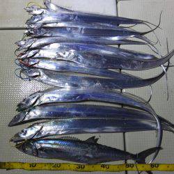 Hit Rush(ヒット ラッシュ) 釣果