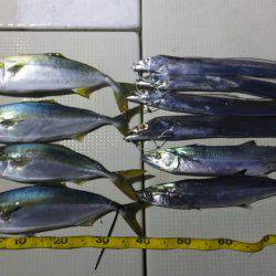 Hit Rush(ヒット ラッシュ) 釣果