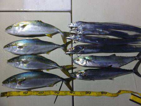 Hit Rush(ヒット ラッシュ） 釣果…