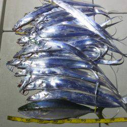 Hit Rush(ヒット ラッシュ) 釣果