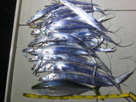 Hit Rush(ヒット ラッシュ） 釣果…