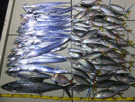 Hit Rush(ヒット ラッシュ） 釣果…