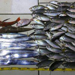 Hit Rush(ヒット ラッシュ) 釣果