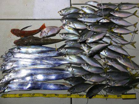 Hit Rush(ヒット ラッシュ） 釣果…