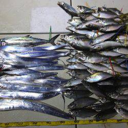 Hit Rush(ヒット ラッシュ) 釣果