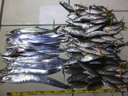 Hit Rush(ヒット ラッシュ） 釣果…