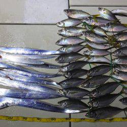 Hit Rush(ヒット ラッシュ) 釣果