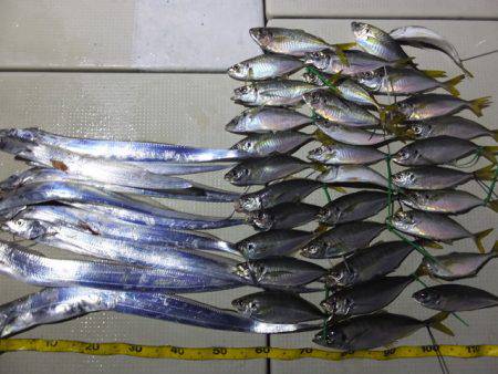 Hit Rush(ヒット ラッシュ） 釣果…