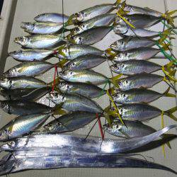 Hit Rush(ヒット ラッシュ) 釣果