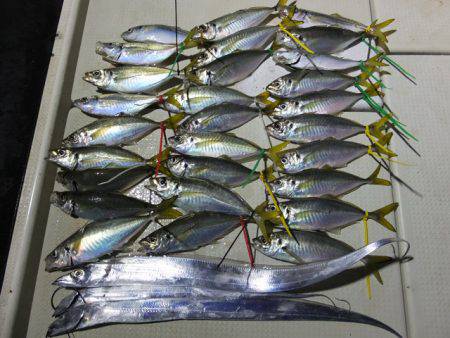 Hit Rush(ヒット ラッシュ） 釣果…