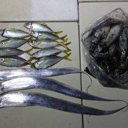 Hit Rush(ヒット ラッシュ） 釣果