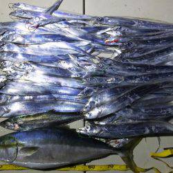 Hit Rush(ヒット ラッシュ) 釣果