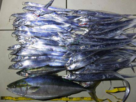 Hit Rush(ヒット ラッシュ) 釣果