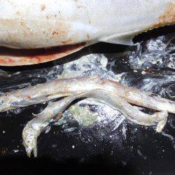 Hit Rush(ヒット ラッシュ) 釣果