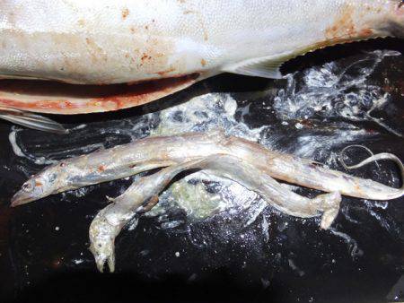 Hit Rush(ヒット ラッシュ) 釣果