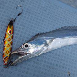 Hit Rush(ヒット ラッシュ） 釣果