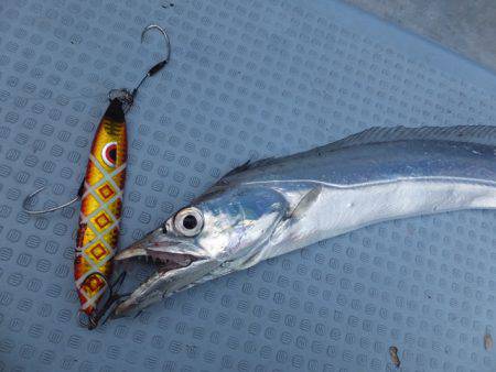 Hit Rush(ヒット ラッシュ） 釣果