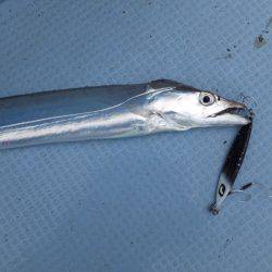 Hit Rush(ヒット ラッシュ） 釣果