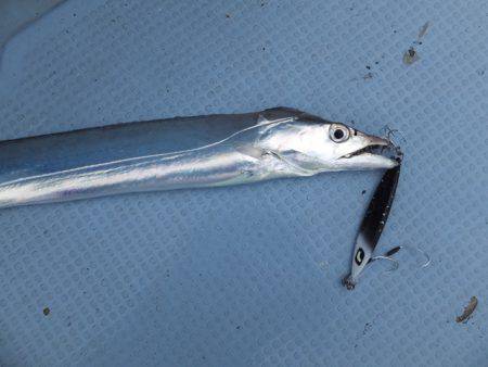 Hit Rush(ヒット ラッシュ） 釣果