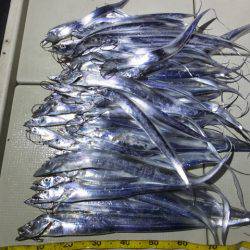 Hit Rush(ヒット ラッシュ） 釣果