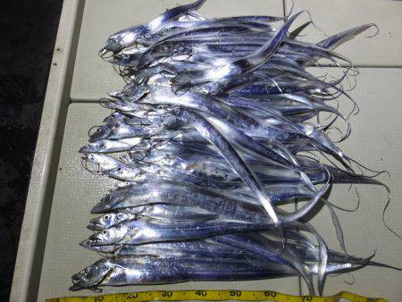 Hit Rush(ヒット ラッシュ） 釣果…