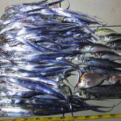 Hit Rush(ヒット ラッシュ) 釣果