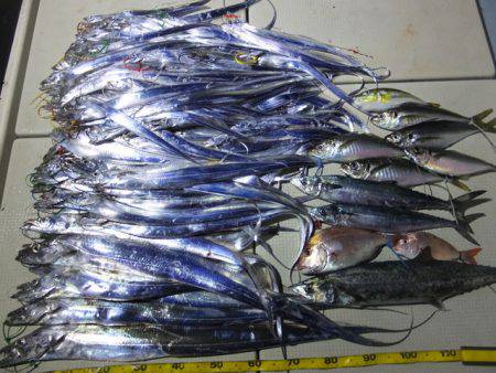 Hit Rush(ヒット ラッシュ) 釣果