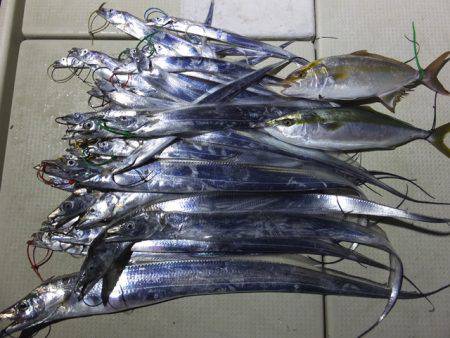 Hit Rush(ヒット ラッシュ） 釣果…