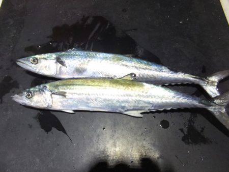 Hit Rush(ヒット ラッシュ） 釣果…