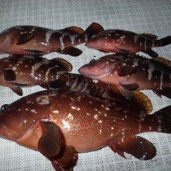 TOPGUN名古屋 釣果