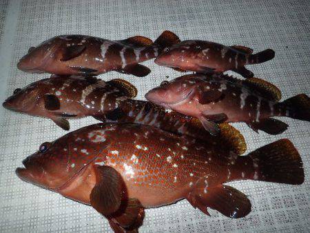 TOPGUN名古屋 釣果