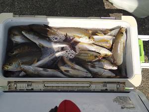 長七丸 釣果