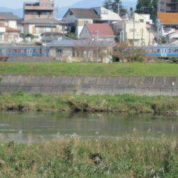 狩野川(狩野川漁業協同組合) 釣果