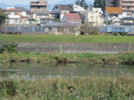 狩野川(狩野川漁業協同組合) 釣果