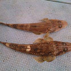 第二常豊丸 釣果